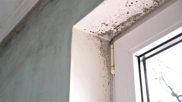 Mold Odor Removal Services in Lawson, MO