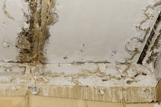 Professional Mold Removal in Lawson, MO