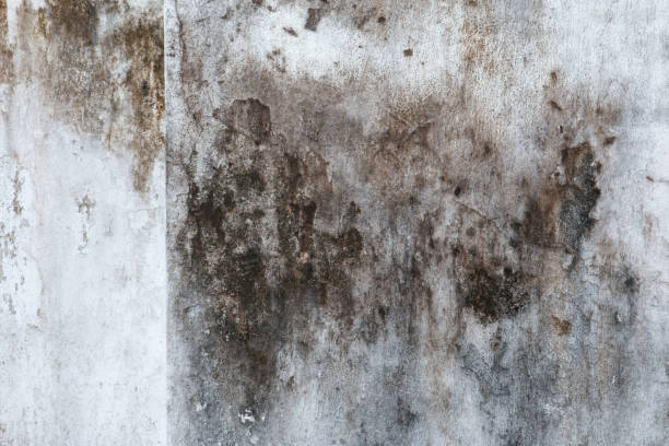 Best HVAC Mold Inspection and Cleaning  in Lawson, MO