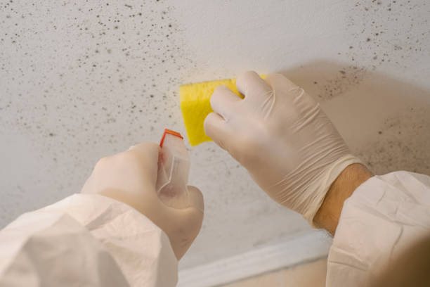 Best Commercial Mold Inspection  in Lawson, MO