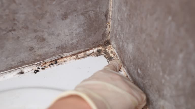 Best Forensic Mold Investigation  in Lawson, MO